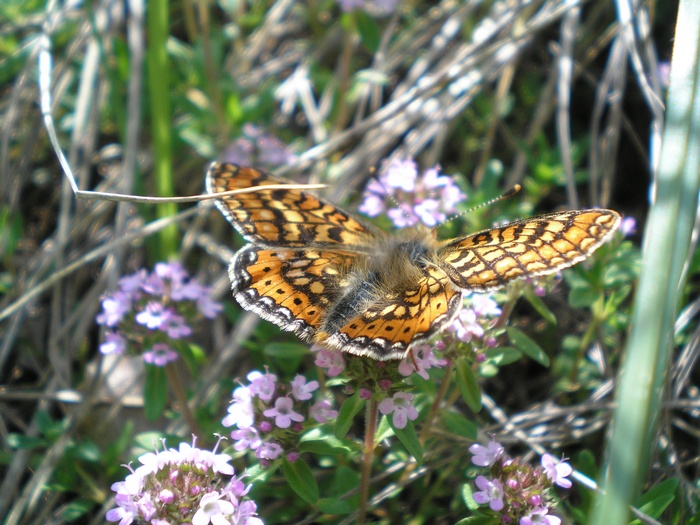 Farfalla da identificare - Euphydryas aurinia